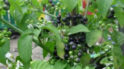 Санберри: полезные свойства и вред ягод для организма Санберри польза